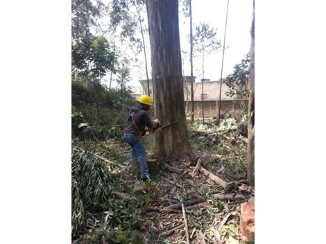 Mudança de Árvores na Cidade Ademar