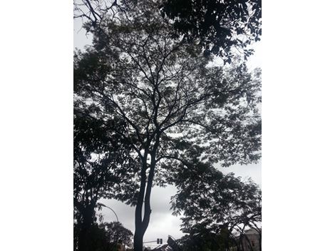 Mudança de Árvores na Cidade Dutra
