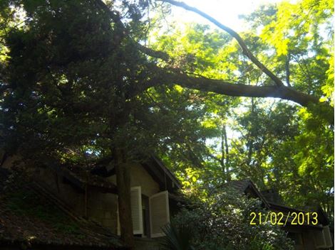 Mudança de Árvores na Vila Mariana
