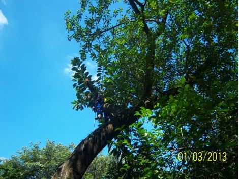 Mudança de Árvores no Pacaembu