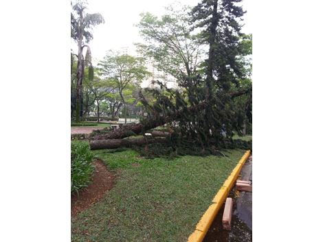 Mudança de Árvores no Panambi