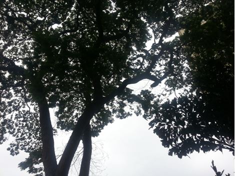 Realocação de Árvores em São Paulo
