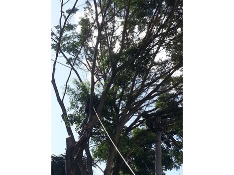 Realocação de Árvores na Cidade Ademar