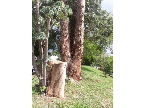 Realocação de Árvores na Vila Mariana