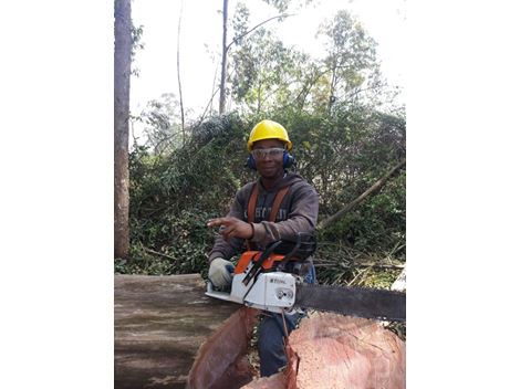 Realocação de Árvores no Pacaembu