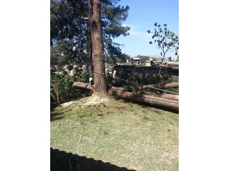 Realocação de Árvores no Panambi