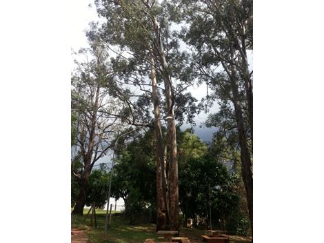 Realocação de Árvores no Tucuruvi