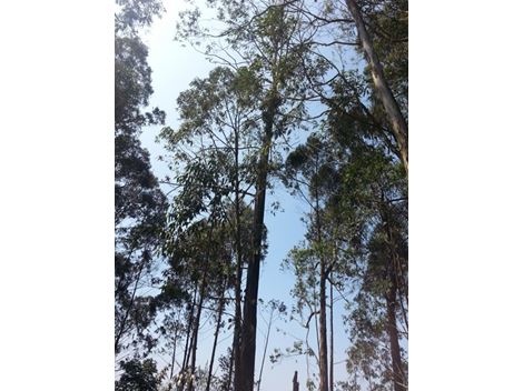 Transplante de Árvores em Higienópolis
